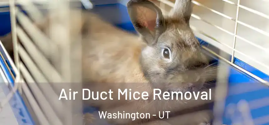 Air Duct Mice Removal Washington - UT
